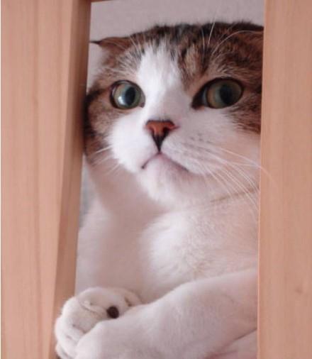 喜欢猫的人性格分析，女人一旦拥有了猫的性格