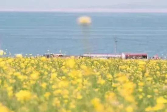 青海湖几月份看油菜花，青海湖旅游的最佳季节来了