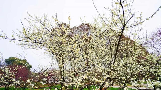 蜡梅与腊梅的区别，蜡梅是梅花吗究竟是（腊梅花与蜡梅有什么区别）