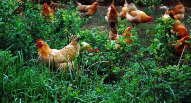 最简单的散养土鸡方法，养鸡秘诀：常见的土鸡散养方式