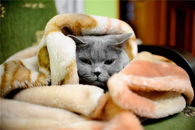 猫咪怕冷有哪些表现，猫咪一旦出现这些现象