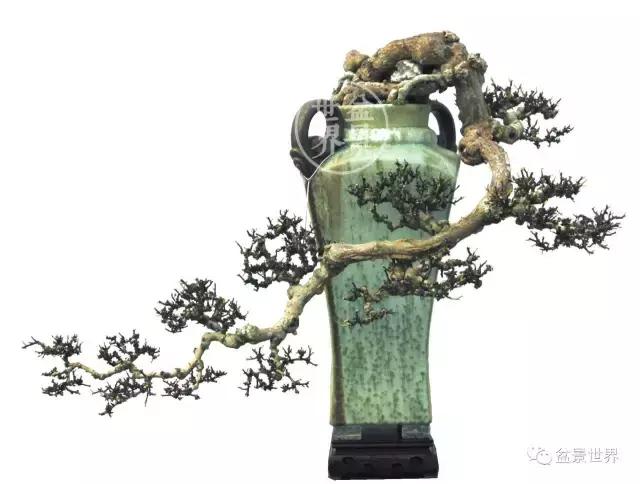 黄杨盆景大全，黄就成老师盆景精品欣赏