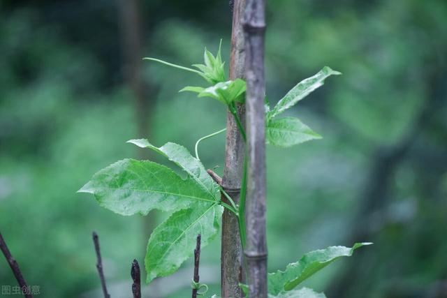 丝瓜什么时候种，丝瓜种植方法多长时间能成熟（想要丝瓜长得好）