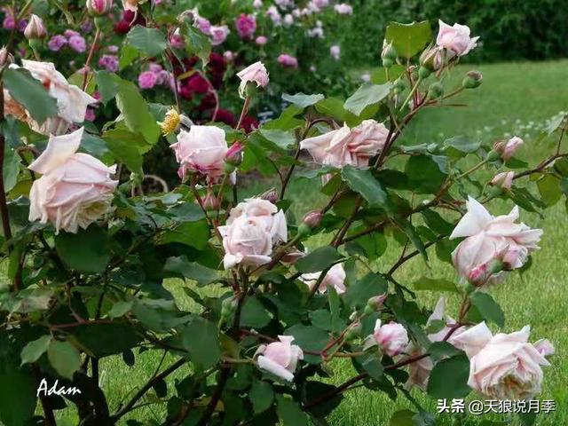 颜值高花期长的月季，七种优秀盆栽月季