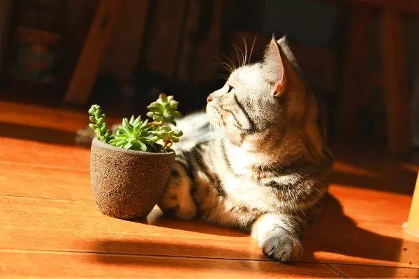 猫咪会抑郁吗有什么表现，辟谣猫都没心没肺