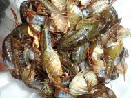 怎么炒小龙虾好吃又简单的做法，在家就能吃过瘾的小龙虾做法大全