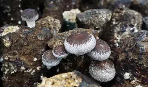 镇巴赤南有名小吃，镇巴九大地方特色小吃