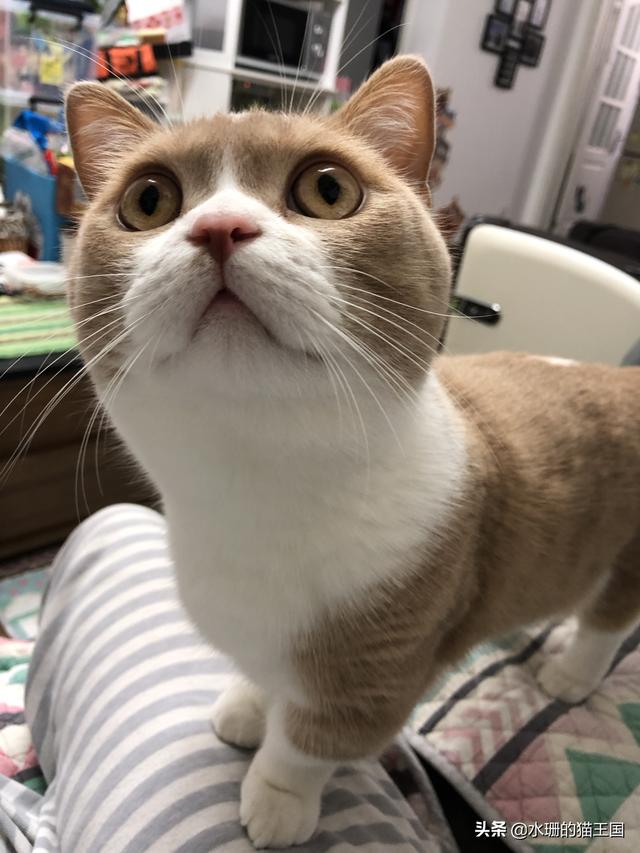 猫咪拉稀什么原因怎么治，猫咪拉稀是什么原因怎么治疗