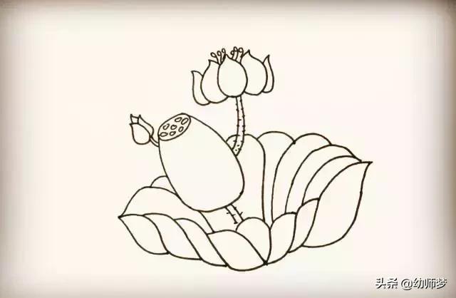 莲藕简笔画画法步骤8，莲藕简笔画来袭