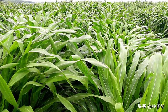墨西哥玉米草缺点，墨西哥玉米草种植管理技术（墨西哥玉米草亩产3万公斤）