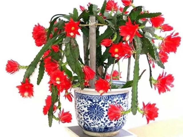 开花最好看的仙人球品种排名，仙人掌的花季来了