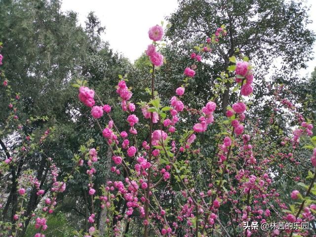 最美的海棠花诗，最美的38首海棠花诗词