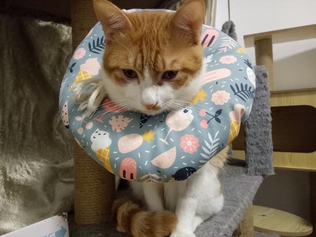 公猫绝育的必要流程是什么，关于猫咪绝育的这些事