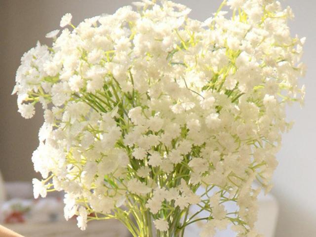 满天星的养殖方法，满天星养护方法大全（满天星的六种养护方法）