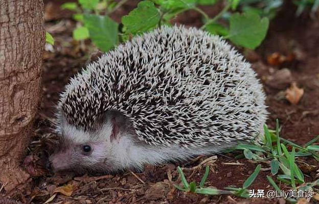 蝙蝠是保护动物吗，野生蝙蝠几级保护动物（除了穿山甲和蝙蝠）