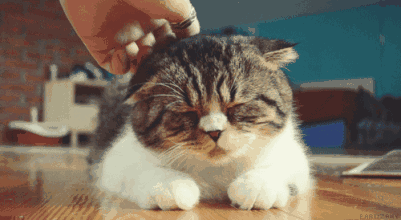 猫咪听不得的四种声音，高音调的声音竟会导致猫咪癫痫