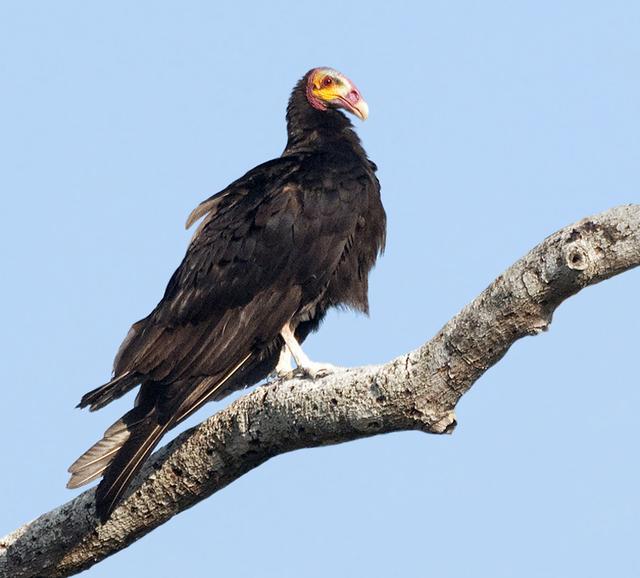 各国国鸟有哪些，世界各国国鸟大全