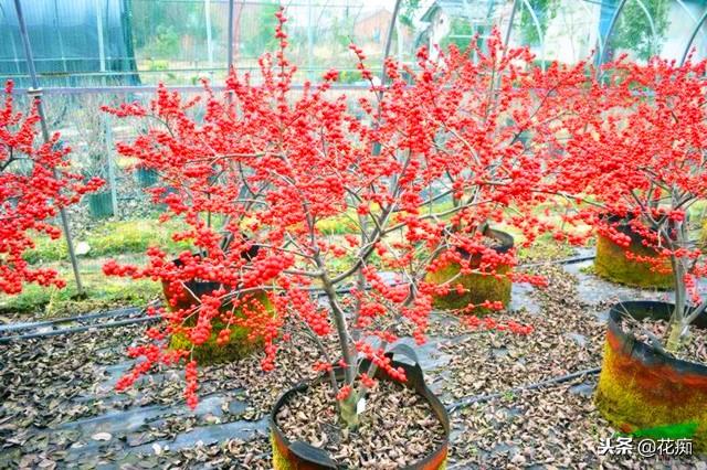 北美冬青怎么养，北美冬青怎样养护和管理