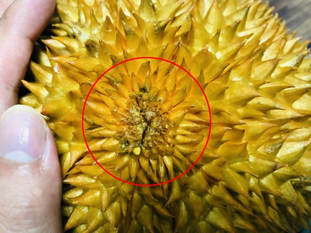 如何挑选一个大而好吃的榴莲，吃榴莲的旺季来了