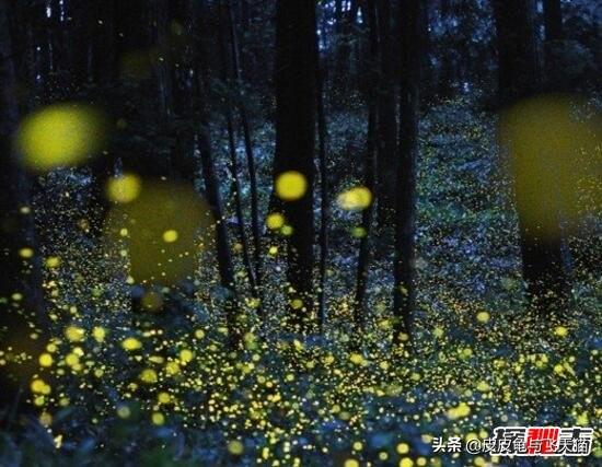 萤火虫能够发光的原理是什么，科学揭秘生物发光之谜