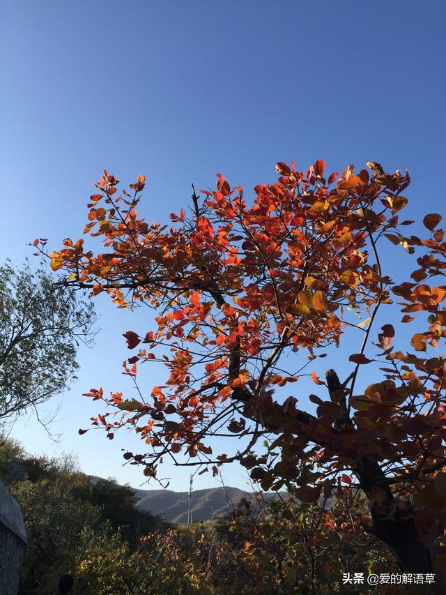 正宗北京香山红叶攻略，红叶黄花秋意晚