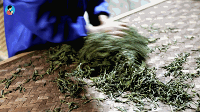 手工制茶的六个步骤，南茗佳人手工制茶过程全公开