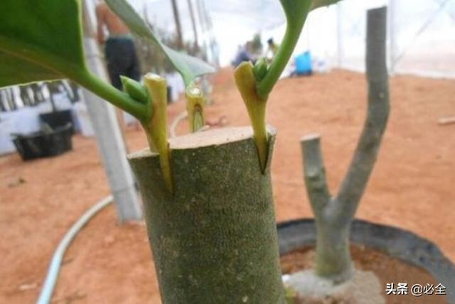 嫁接树苗的方法和技术，苗木嫁接与培育技术（果树最常用的5种嫁接方法！）