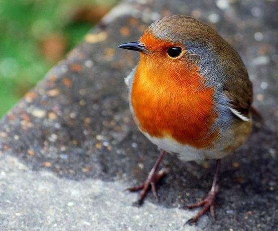 各国国鸟有哪些，世界各国国鸟大全