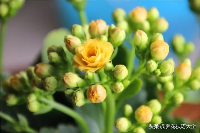 四季开花的花卉，十种四季开花的花卉有哪些（俏丽多姿的花卉）