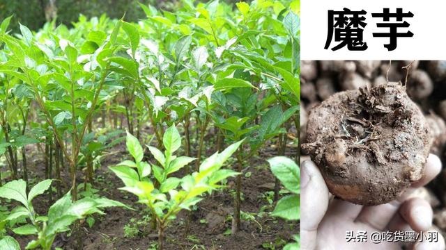 魔芋怎么炒才好吃，魔芋炒什么菜好吃又简单