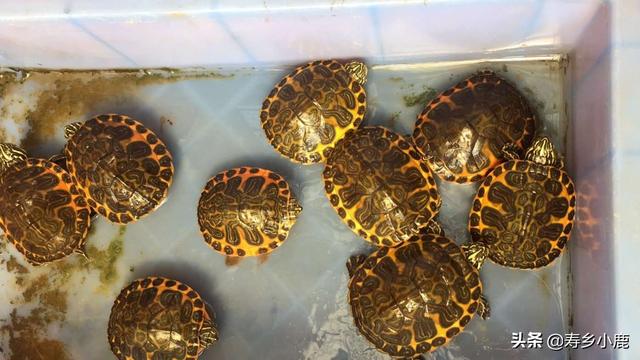 乌龟可以快递吗，快递运回来的小乌龟怎么处理（被禁止寄递的活体动物）