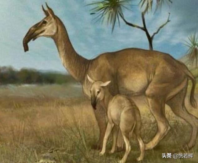 世界最大的淡水哺乳动物，这些动物有一个共同点