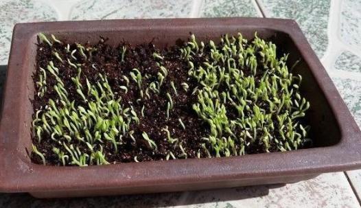 火龙果种植方法图解，火龙果挖一勺埋土里