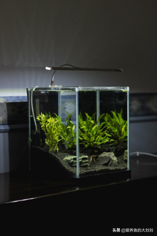 鱼缸水浑浊怎么办，鱼缸水浑浊的解决方法（鱼缸水浑浊的原因和解决方案）