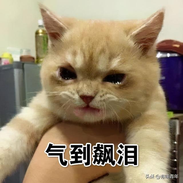 绿萝对猫有毒吗，猫咪吃了一口绿萝