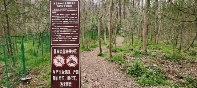 南京紫金山登山路径，南京紫金山登山线路攻略