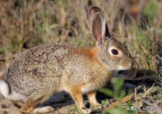蝙蝠是保护动物吗，野生蝙蝠几级保护动物（除了穿山甲和蝙蝠）