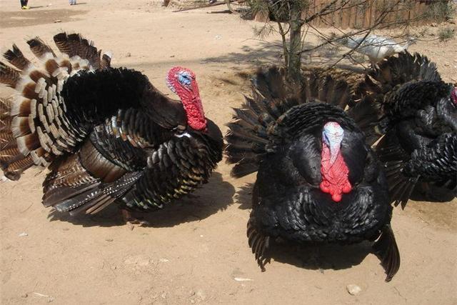 火鸡养殖方法与技术，火鸡的养殖技术