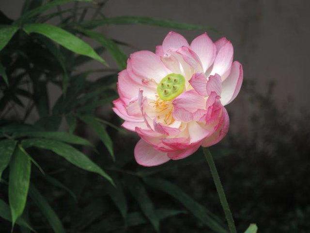 荷花最好看的品种是什么，这花最好看、最好养