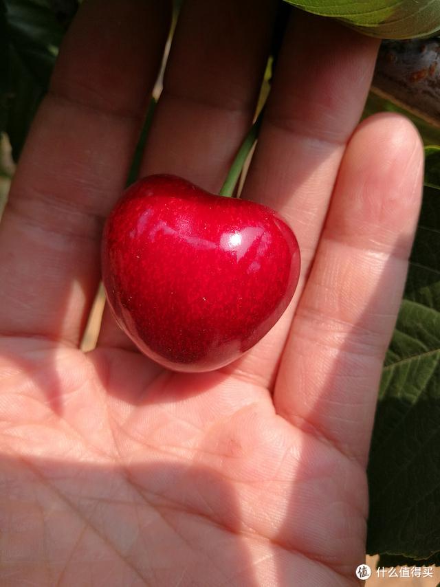 国产樱桃品种对比，国产樱桃品种及购买一些介绍