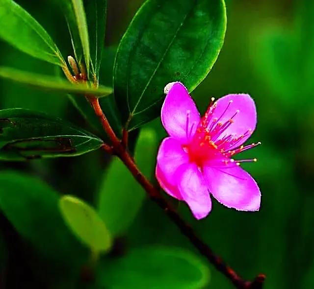 桃金娘花海，桃金娘夏日花开