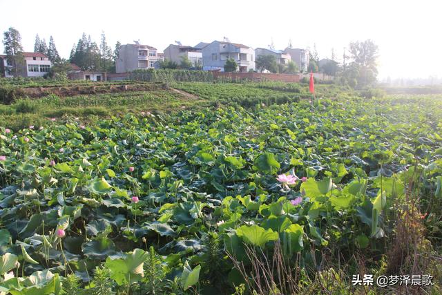 野鸭有飞翔能力吗，天上飞水中潜地面走