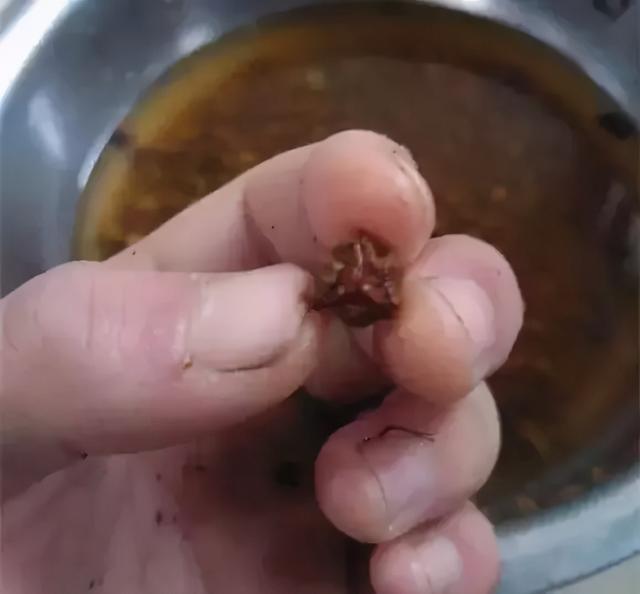 比较容易找到的树籽，不温不火的树籽