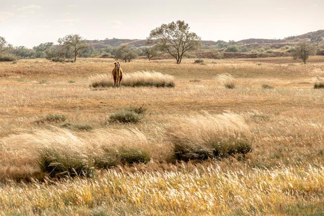阿尔山的风景，《走进内蒙》景色迷人