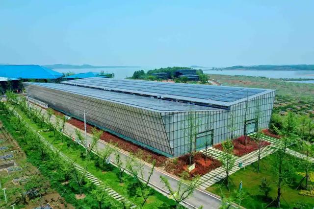 人工虫草与自然虫草区别，教你轻松辨别人工虫草和野生虫草