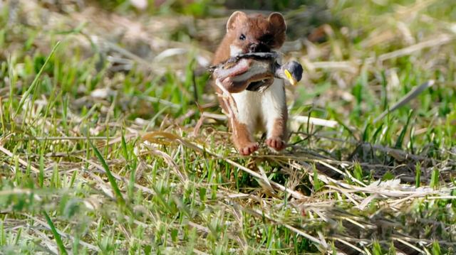 黄鼬真实长相复原图，因皮毛珍贵被人类捕杀