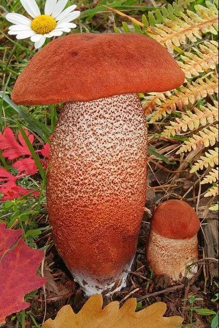 美丽的蘑菇大自然的杰作，草地上各种各样的蘑菇