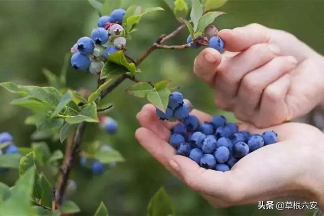 六安景点旅游攻略一日游最佳路线，我推荐你一定要做的几件事