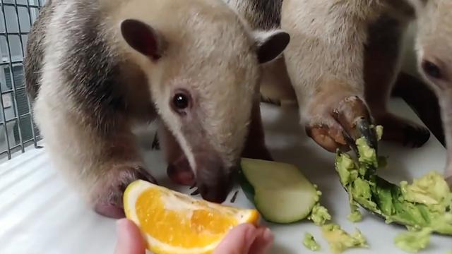 最可爱好养的小动物，猫界最值得养的6种猫