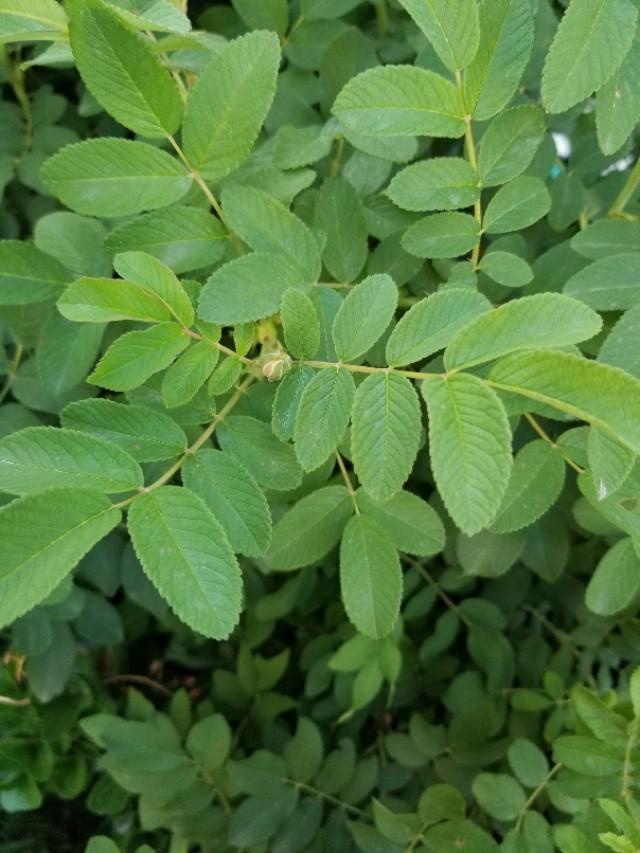 玫瑰和月季的区别图解，玫瑰和月季抓住